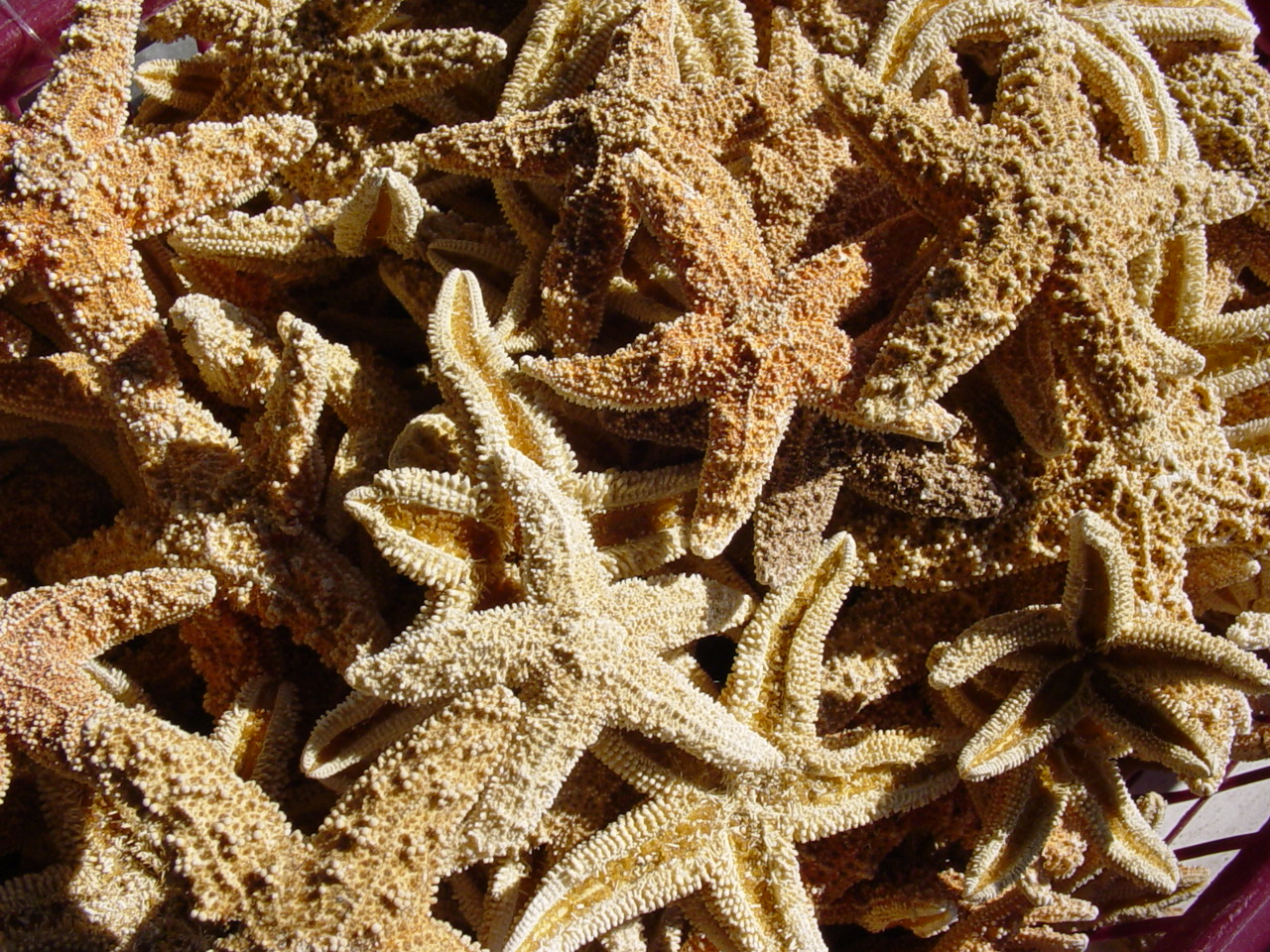 Starfish