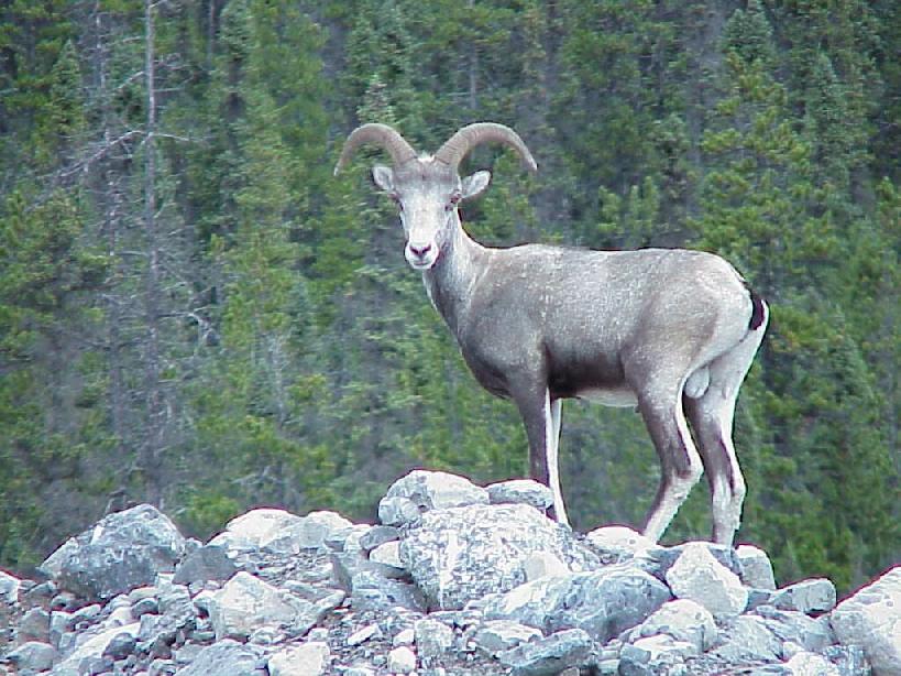 Stone Sheep on Rocks