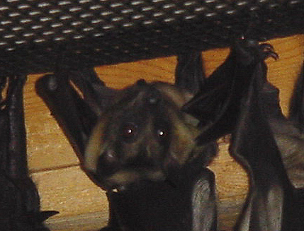 Straw Colored Fruit Bat