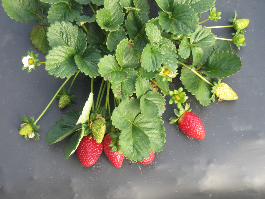 Strawberries growing in a strawberry field.