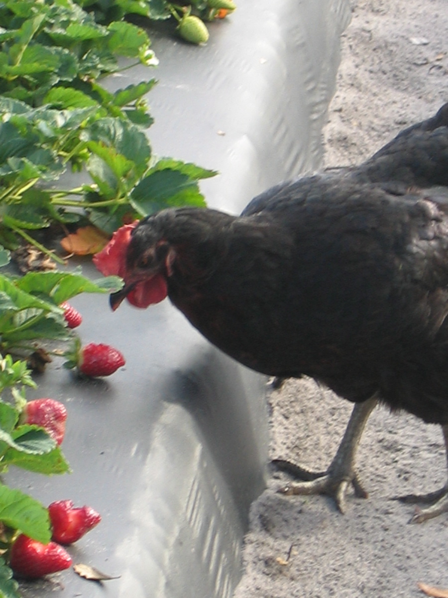 Strawberries growing in a strawberry field with a rooster eating.