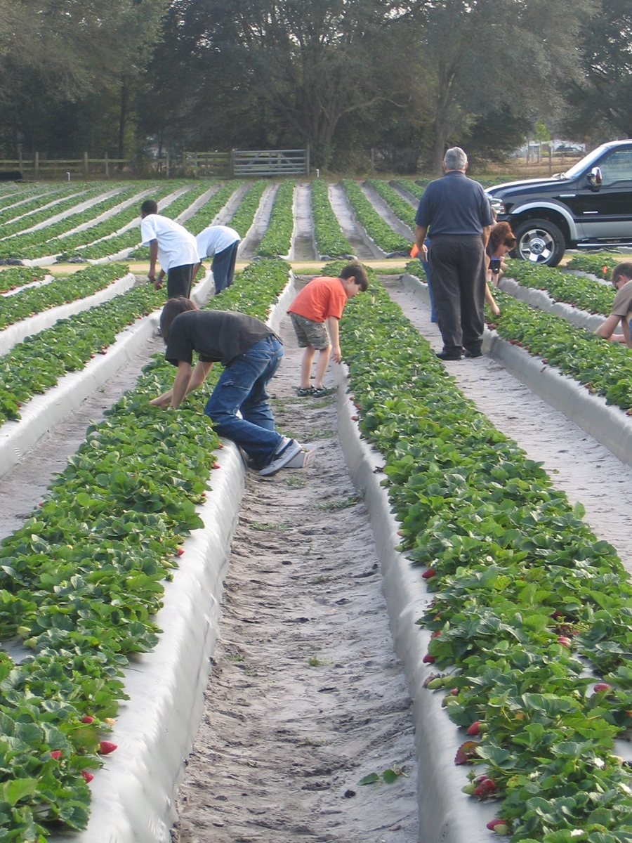 Strawberries growing in a strawberry field being picked.