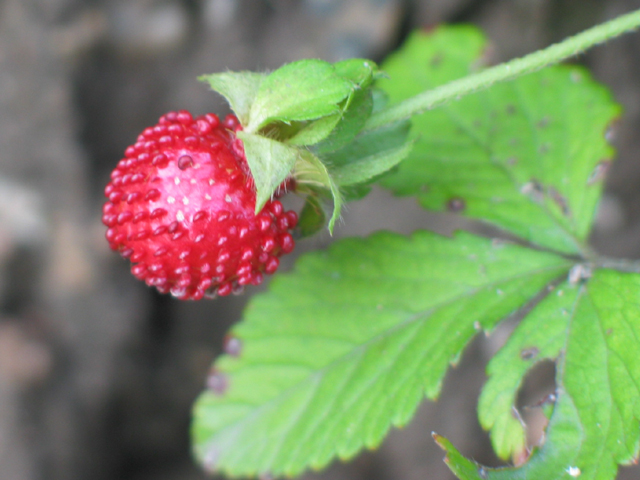 Early strawberry