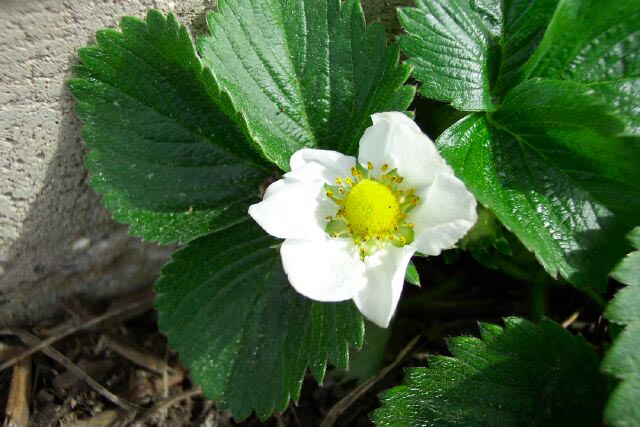 Here is what a strawberry plant and the bloom looks like. (1 of 3)