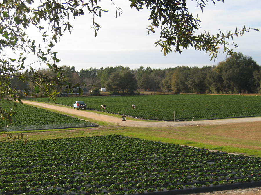 Strawberries growing in a strawberry field.