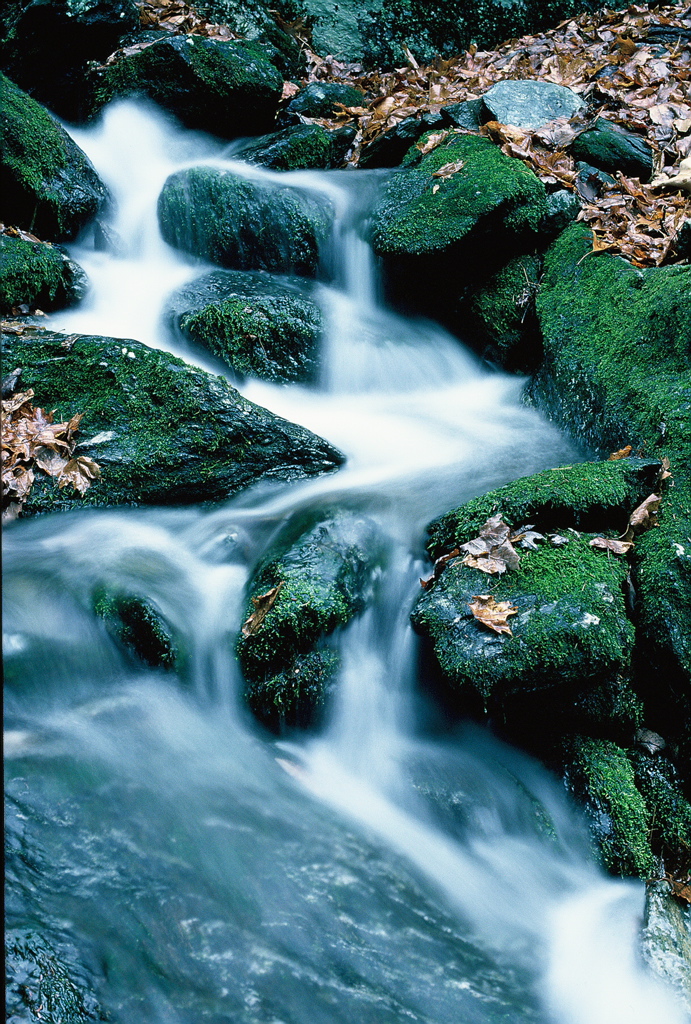Woodland Stream