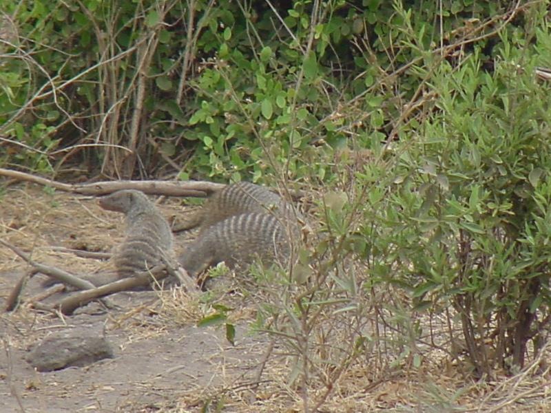 Striped Mongoose family