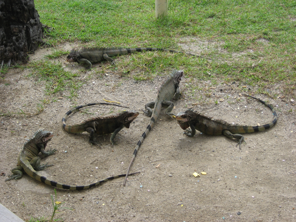 Iguanas!