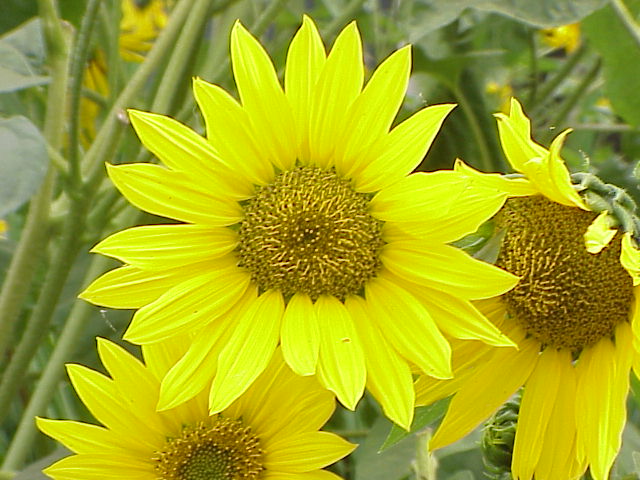 sunflower01.jpg