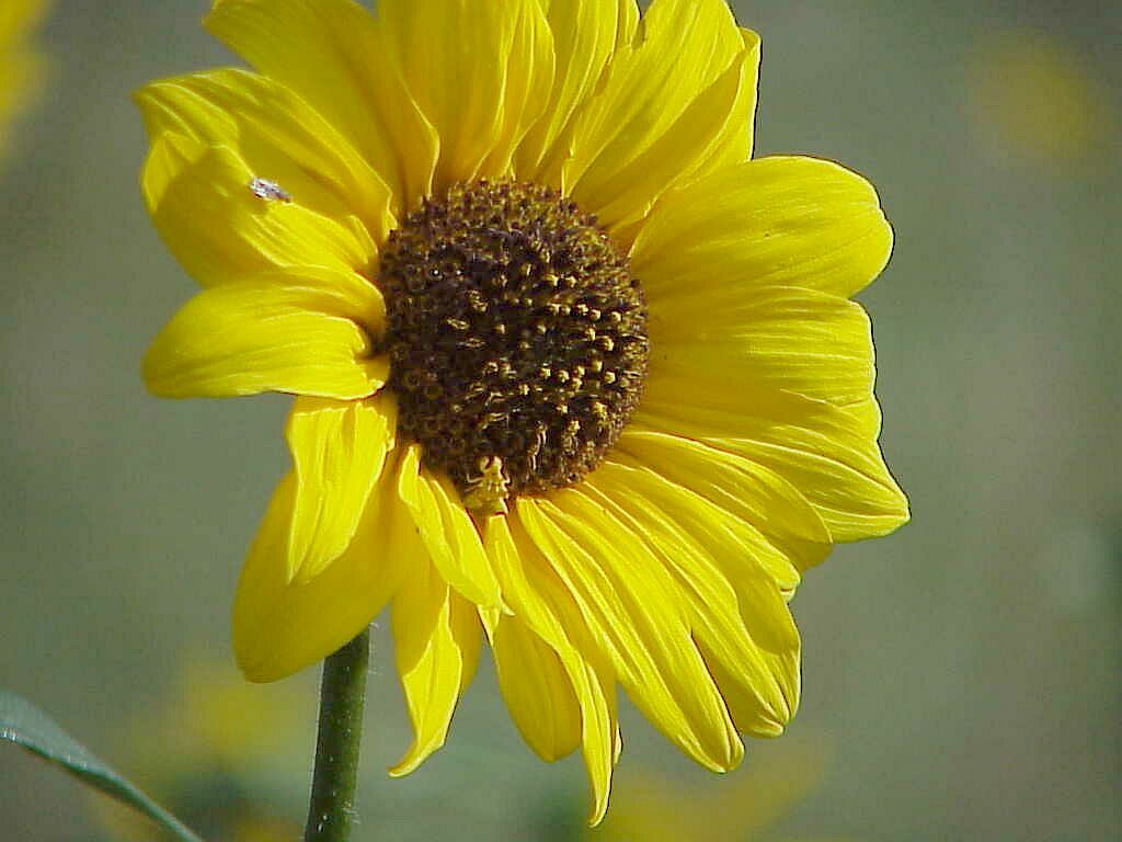 sunflower02.jpg