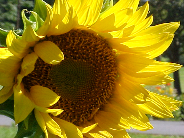 sunflower123.jpg