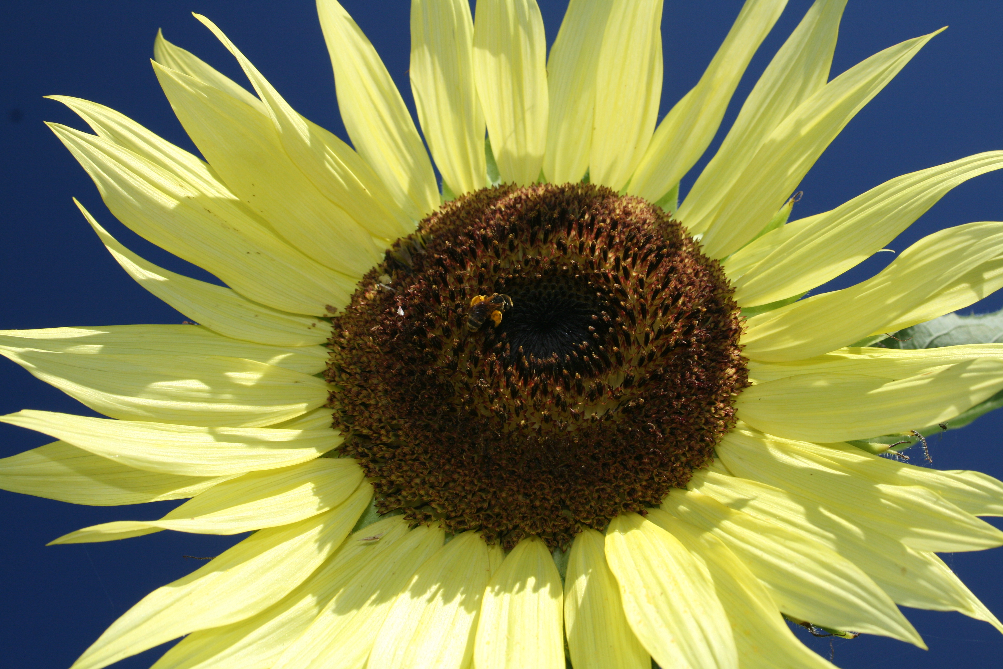 sunflower123456.jpg - Sunflower in bloom