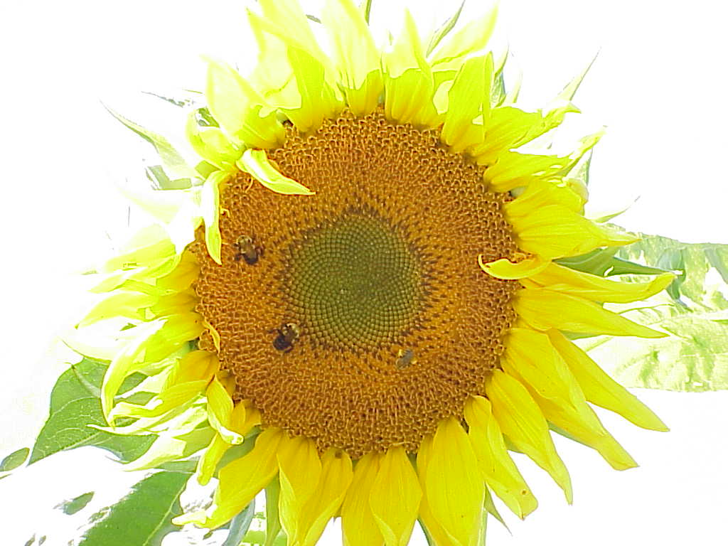 sunflower3.jpg