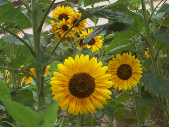 sunflowergarden.jpg