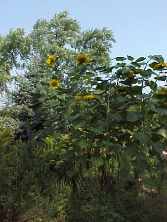 Giant Sunflowers