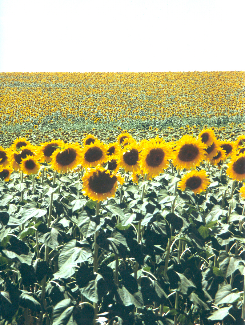 external image sunflowers1.jpg