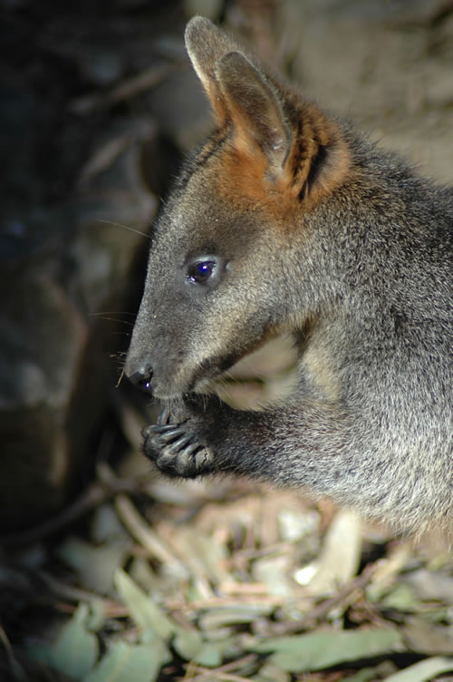 Swamp wallaby