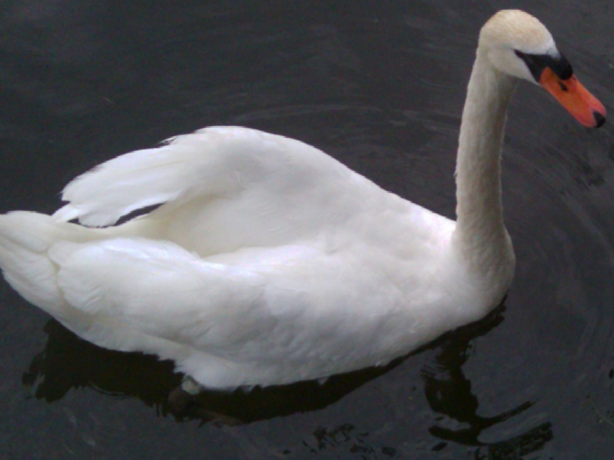 Michigan, Oakland County, Wildlife