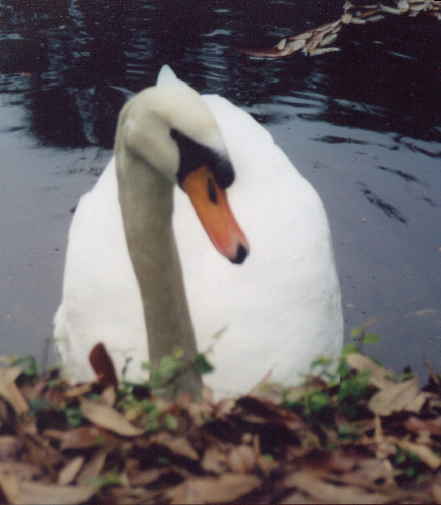 swan