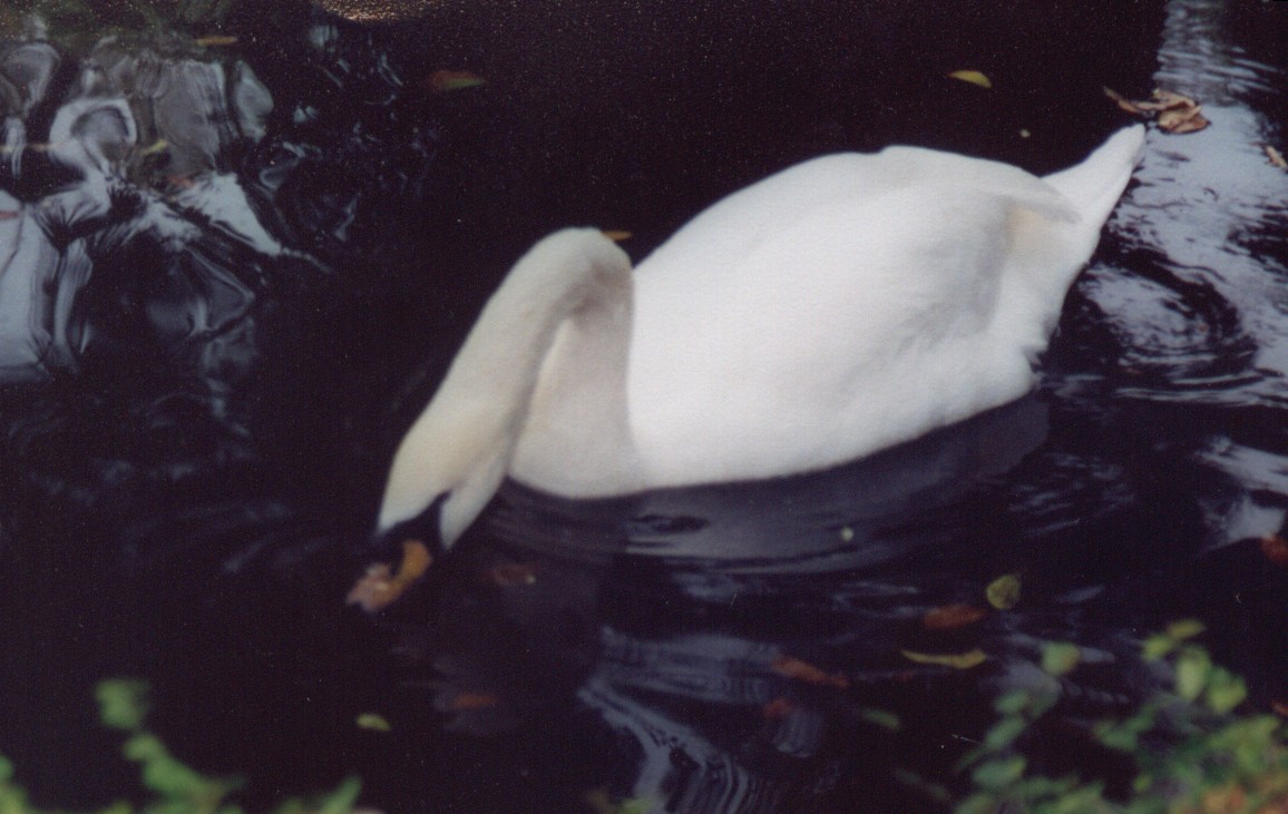 swan