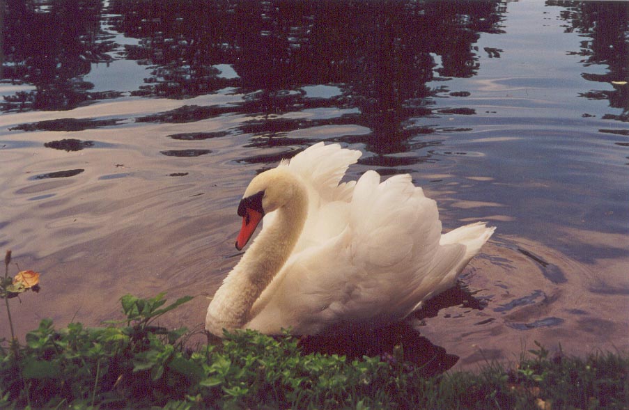 swan37446.jpg