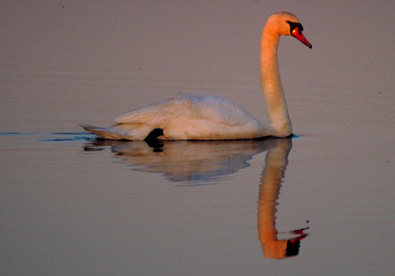 The early morning sunlight makes the swan's head and neck look orange!