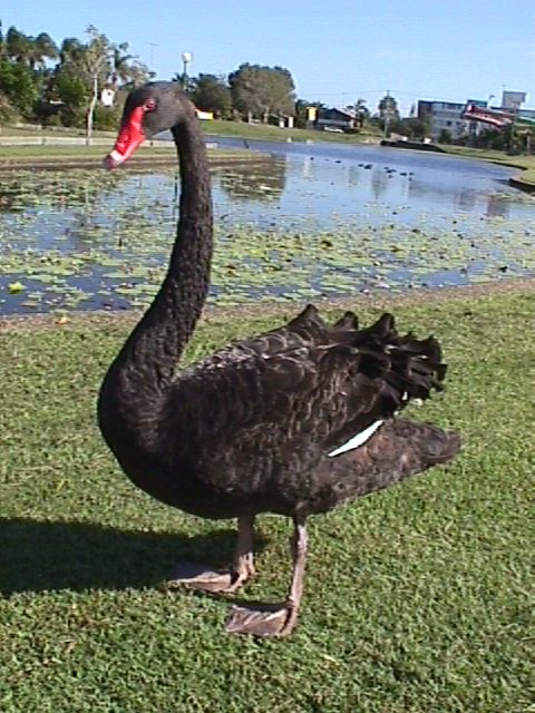 swan_standing.jpg