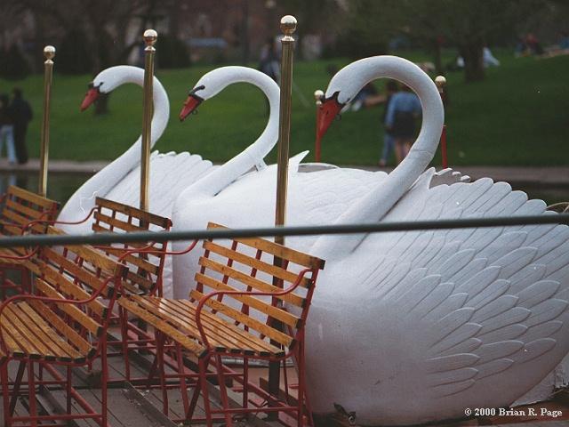 The swan boats from the Boston Public Garden.