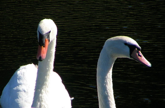 Mute swans