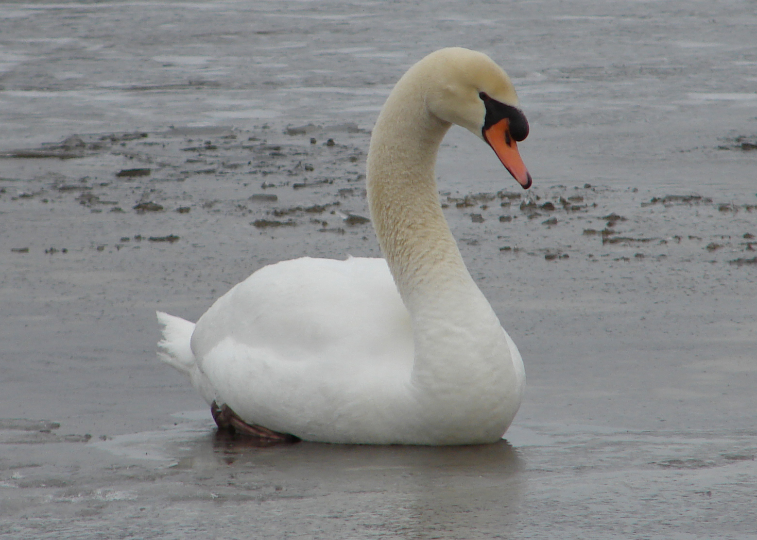 Mute Swan Sitting on Ice