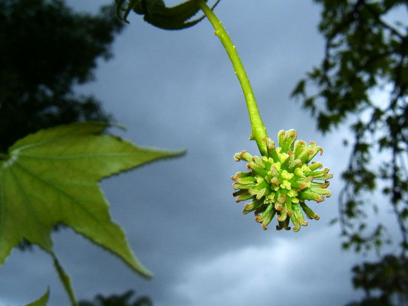 Sweet Gum Tree and Seed Pod
