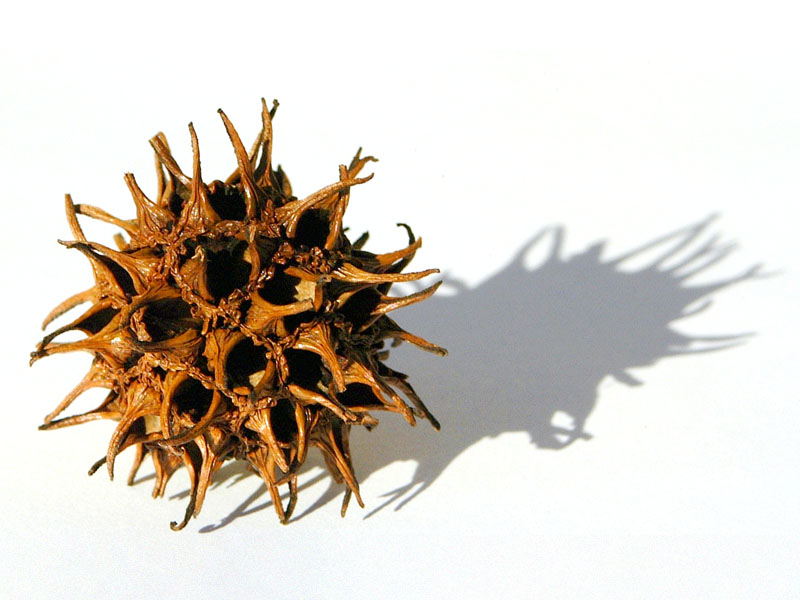 Sweet Gum Pod