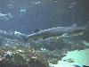 external image shark005_thumb.jpg