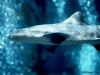 external image shark02_thumb.jpg