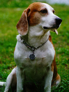 Doc the beagle in a handsome pose