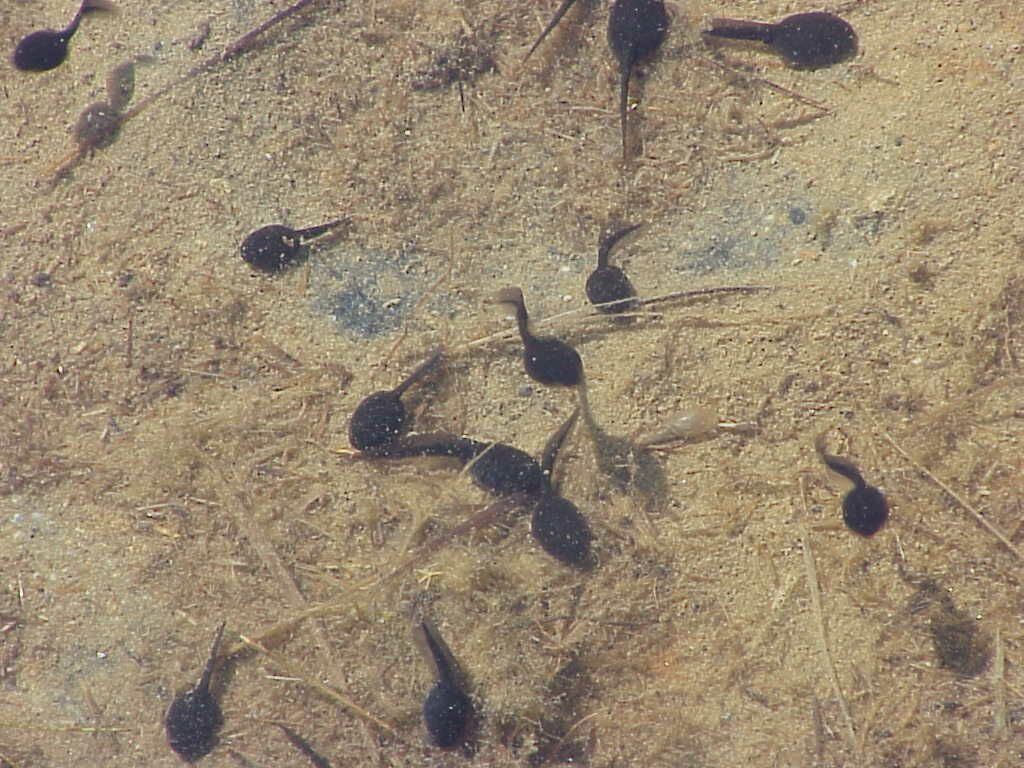 Tadpoles