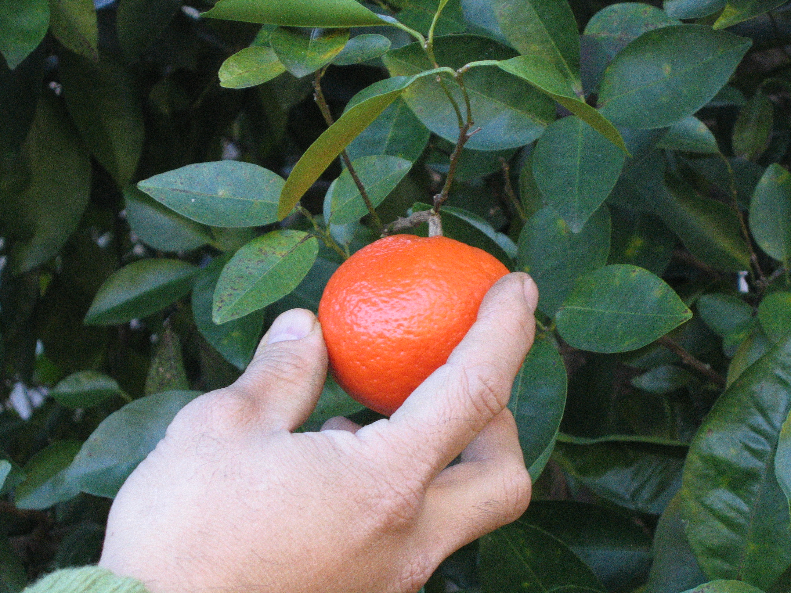 Picking tangerines
