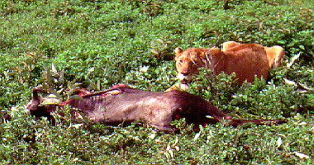 Lion in Tanzania eating