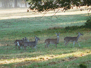 Deer on the campus of Berry College, Georgia