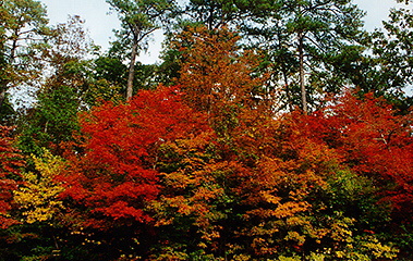 Fall leaves at Berry College, Georgia