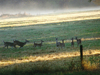 Deer on campus of Berry College, Georgia