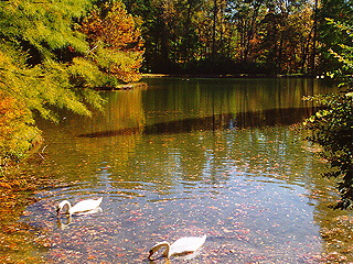 Swans on pond at Berry College, Georgia