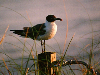 Sea gull