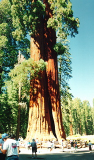 California giant trees