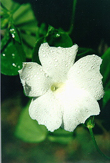 tcflw009.jpg