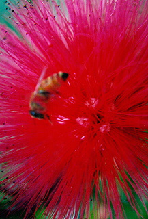 Bee sitting on flower