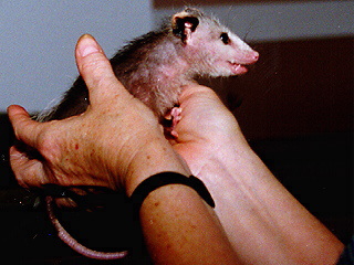 possum Amicalola, Georgia