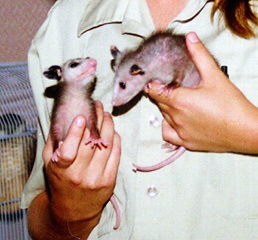 Possum Amicalola Georgia