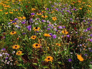 Mountain wildflowers