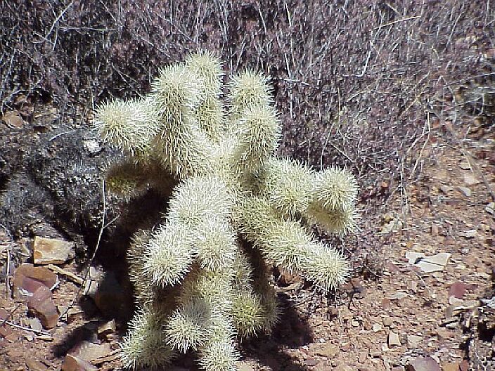 Teddybear Cholla